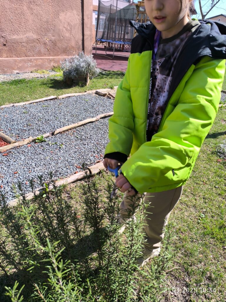 Elevă în grădina senzorială taie plante folosind forfecuța