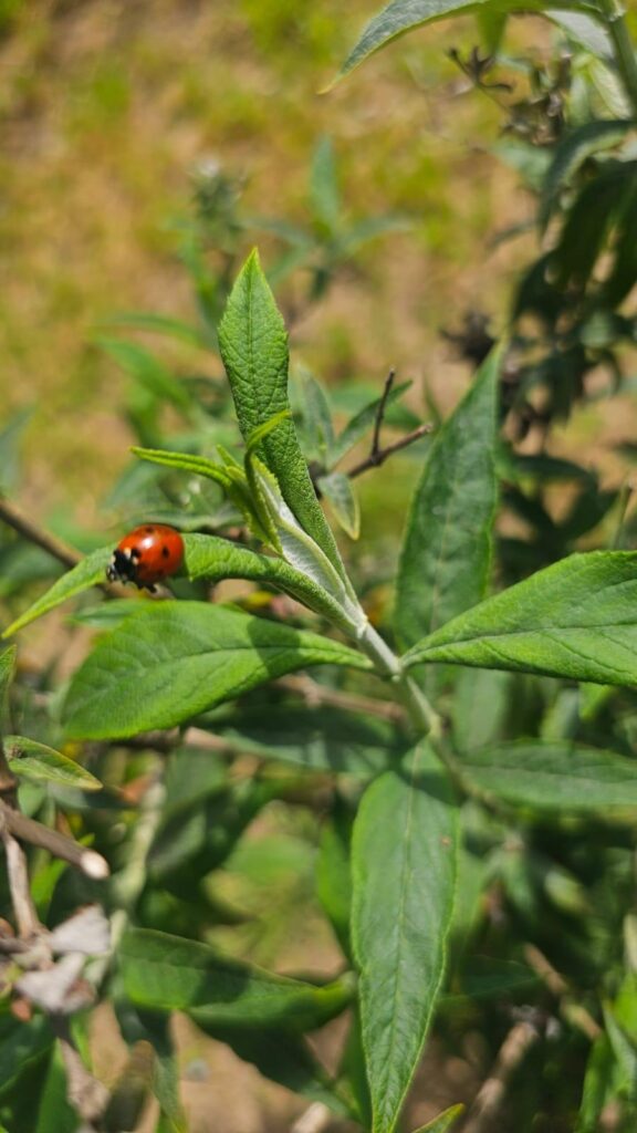 O buburuză pe o frunză verde