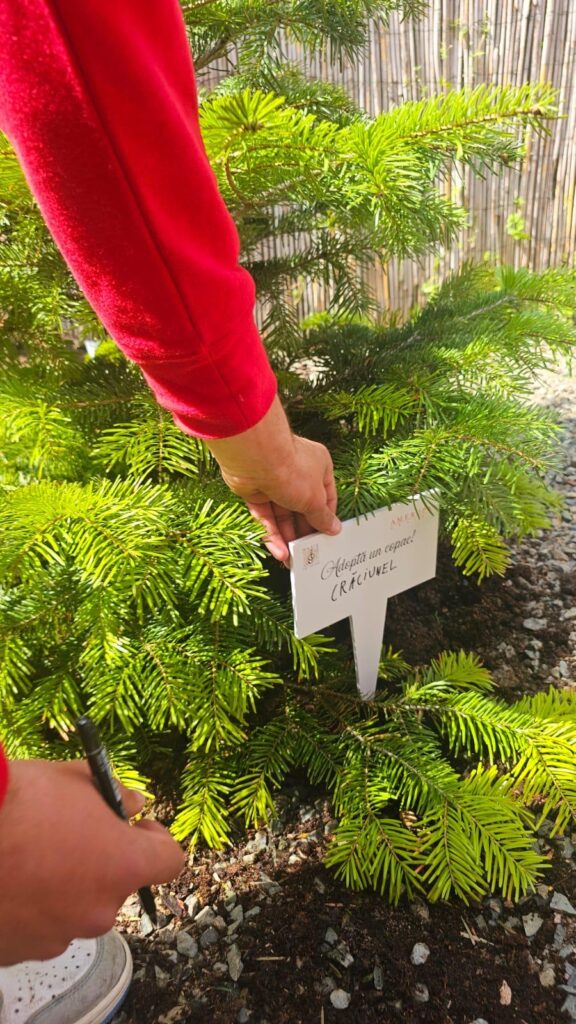 Elevul pune eticheta cu numele bradului - Crăciunel