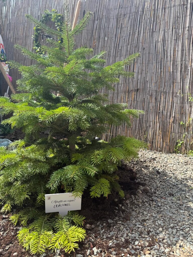 Bradul Crăciunel plantat